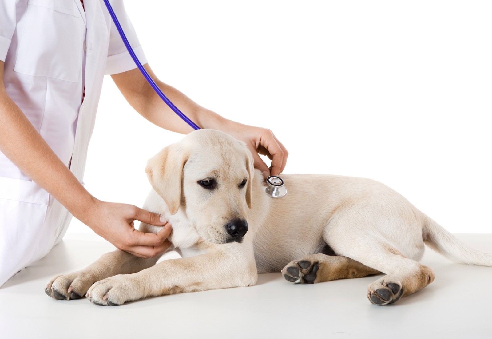 animals-clinic-free-stock-photo-public-domain-pictures